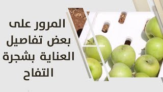 أمل القيمري - المرور على بعض تفاصيل العناية بشجرة التفاح