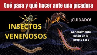 QUÉ HACER ANTE PICADURAS DE INSECTOS, QUE PUEDEN CAUSAR DESDE PROBLEMAS SIMPLES HASTA MORTALES by ViSci 635 views 4 months ago 10 minutes, 46 seconds