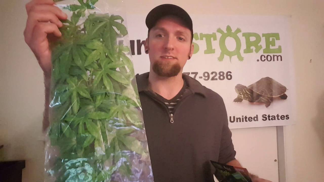 Come View Our Selection Of Fake Plants For Reptiles YouTube