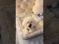Cute puppy ❤️ #かわいい犬 #anjingcomel #สุนัขน่ารัก#cutedogph #chóđángyêu #anjinglucu #cachorrofofo