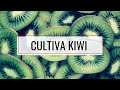 CULTIVA KIWI SÚPER FÁCIL 🥝🥝🥝 || Consejos y Necesidades