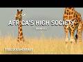 Giraffes Africa S High Society Full Nature Documentary