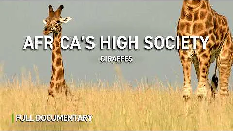 Giraffes: Africa's High Society | Full Nature Documentary