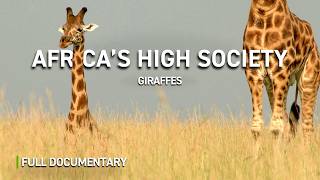 Giraffes: Africa's High Society | Full Nature Documentary