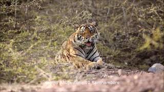 Ranthambore Tigress who loves to &#39;Stare&#39;!! Hypnotic look!! #tiger #tigers #ranthamborenationalpark