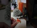 Pygmy Hedgehog eating her first Watermelon