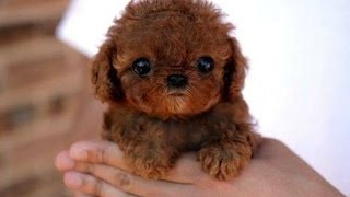 miniature toy dogs for sale