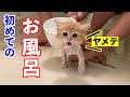 【号泣】生まれて初めてのお風呂に泣き叫ぶ子猫(マンチカン)/Kitten taking a bath for the first time in r life (Munchkin)
