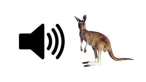 Kangaroo - Sound Effect | ProSounds