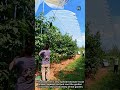 Garden Protection Net From Hail