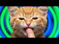 Is My Kitten Biting Aggressively  Unpacking Play vs  Problem Behavior