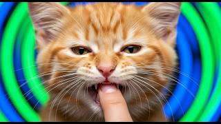 Is My Kitten Biting Aggressively  Unpacking Play vs  Problem Behavior