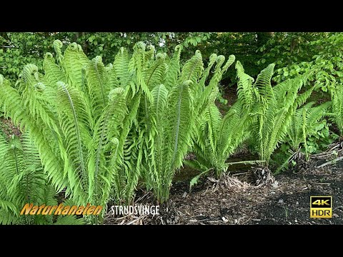 Video: Fern Spore Formering - Sådan formerer man en Bregneplante