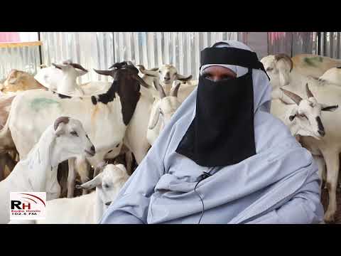 Immisa Ayaa Lagu Kala Iibsanayaa Ariga Sayladaha Muqdisho