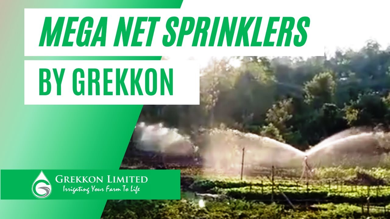 sprinklers in Kenya after installation by Grekkon Limited on a smallholder farm YouTube