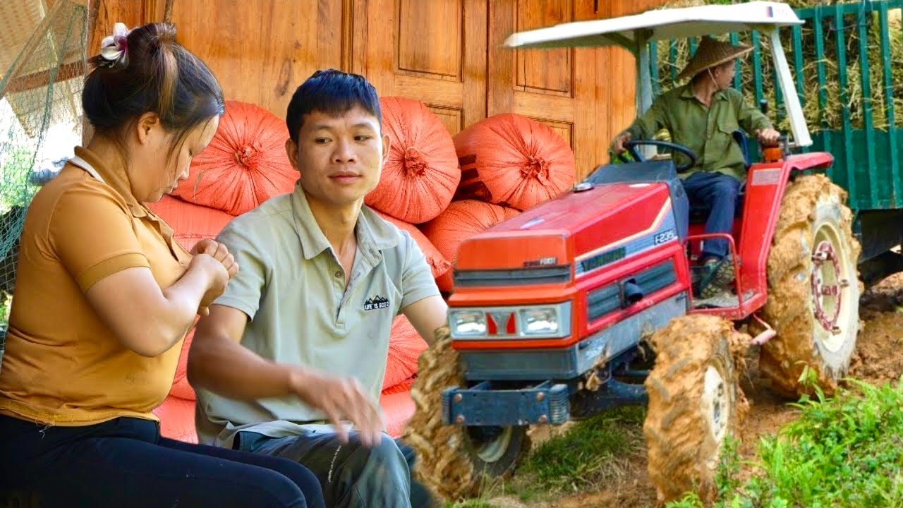 Bountiful Harvest: Liu Ling's Family and Grandparents Harvest the Golden Ripe Rice Fields