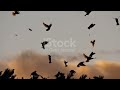 видео клип на песню ПТИЦИ АВТОР ИСПОЛНИТЕЛЬ ВЛАДИМИР  ЛИТВИН  ВОСТОЧНЫЙ
