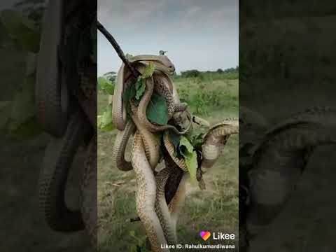 Video: Kāpēc Man Patīk Burāt Vienatnē Zagļu Jūrā