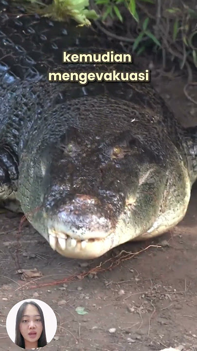 Crocodiles Are Considered Human Incarnations #Shorts