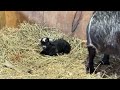 Meet Rosetta’s newborn baby Pygmy goats! 🥰