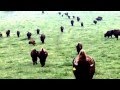 buffalo herd running and bouncing