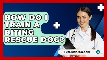 How Do I Train A Biting Rescue Dog? - PetGuide360.com