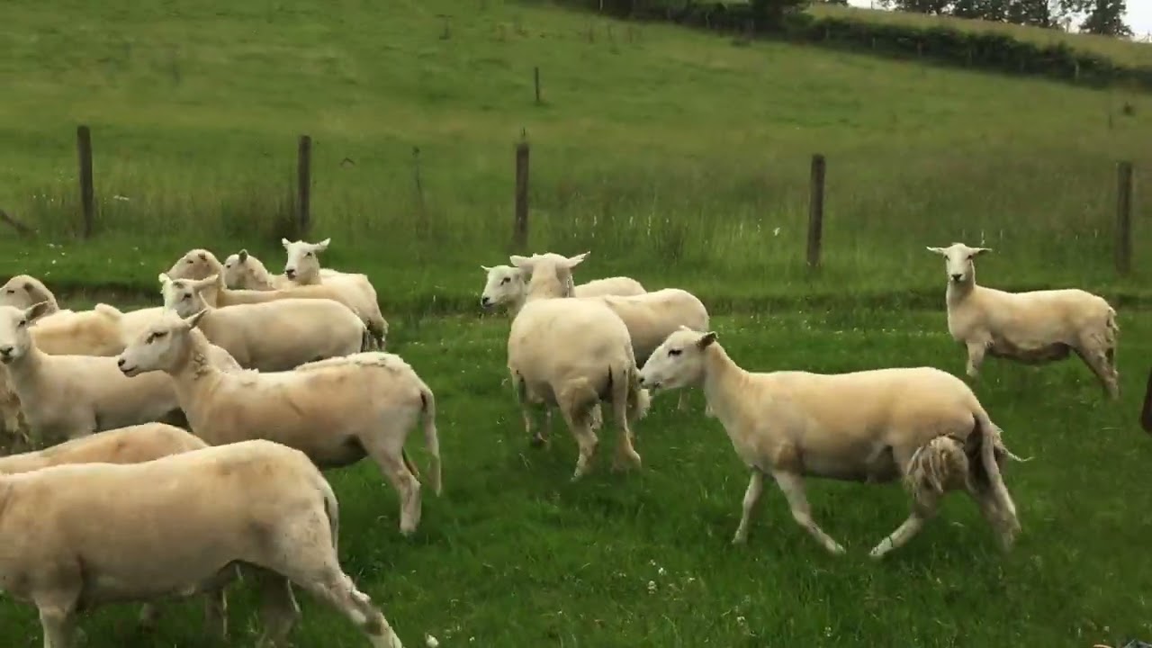 ‘LOT 33MEG 6.7.22 FARMERS MARTS DOLGELLAU ONLINE SHEEPDOG AUCTION’ YouTube ‘LOT 33MEG 6.7.22 FARMERS MARTS DOLGELLAU ONLINE SHEEPDOG AUCTION’ YouTube