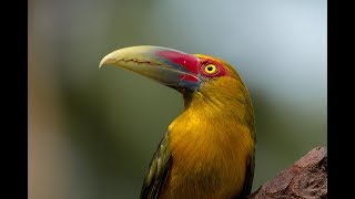 Toucan Beautiful Species Documentry | Facts | The Animal Adventure |