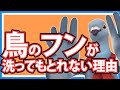 【羽鳥ぽぽぽ】鳥のフンが洗っても落ちないのは何故？？【第164羽】