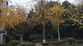 Ginkgo Tree in Sichuan University Campus