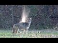 Blowing Up Coyotes Hunt