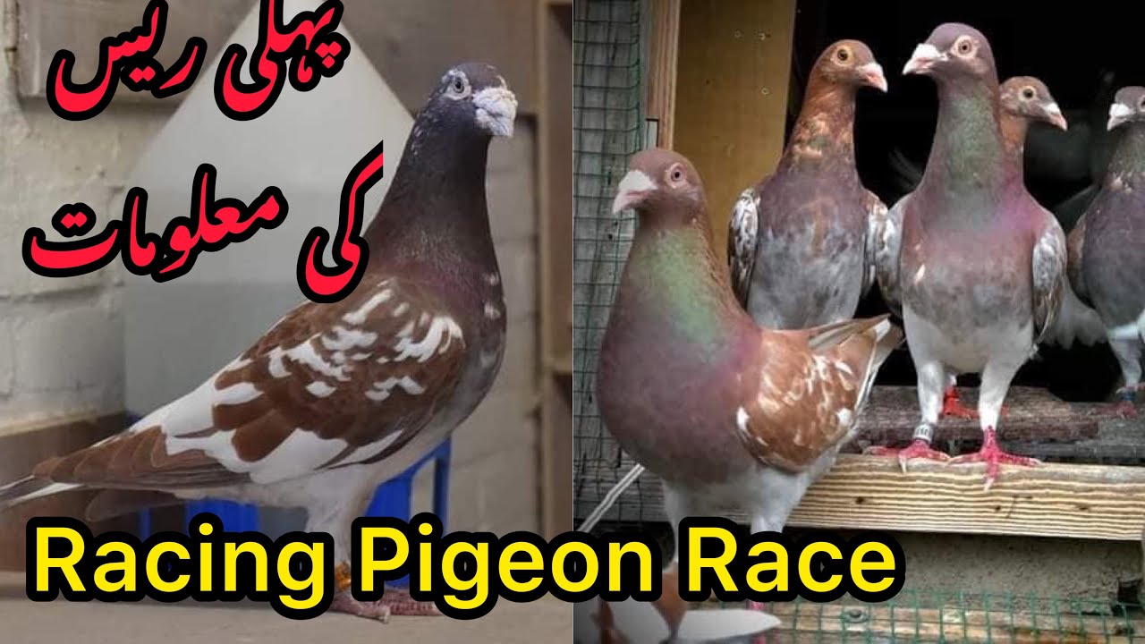Racing Pigeons Race | Racer Pigeon 2023 - YouTube