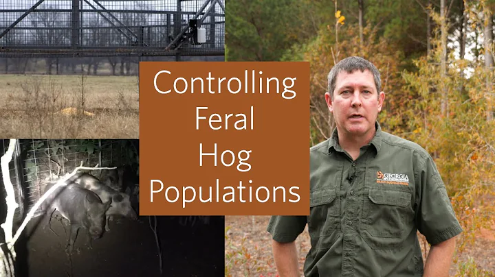 Mythbusters: Feral Hog Control