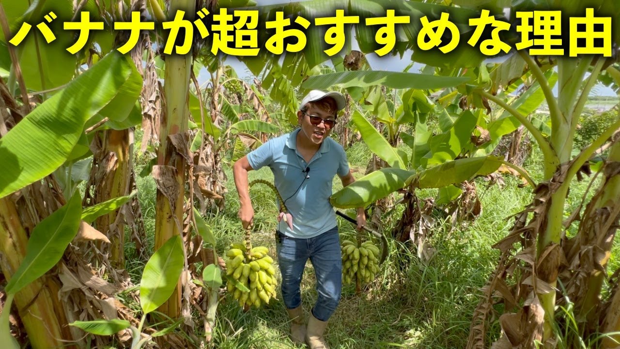 Why banana cultivation is recommended. What is the current status