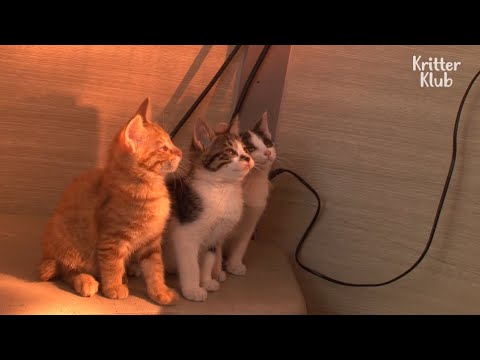 Video: Pet Scoop: Kitten supraviețuiește excursiei în Europa într-un camion, Kristen Stewart se luptă pentru custodie