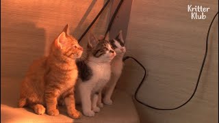 Kittens Respect Their Mom For Helping Police Officers In Return For Saving Them | Kritter Klub