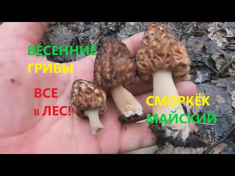 СМОРЧКИ И СТРОЧКИ ПЕРВЫЕ ВЕСЕННИЕ ГРИБЫ ГДЕ РАСТУТ/ХАРЬКОВСКИЕ ЛЕСА ЗА ГРИБАМИ/ЦВЕТЫ МАЙСКОГО ЛЕСА!