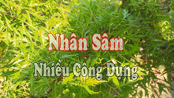 Cây Đinh Lăng - Nhân Sâm Cho Người Nghèo Với Nhiều Công Dụng Chữa Bệnh