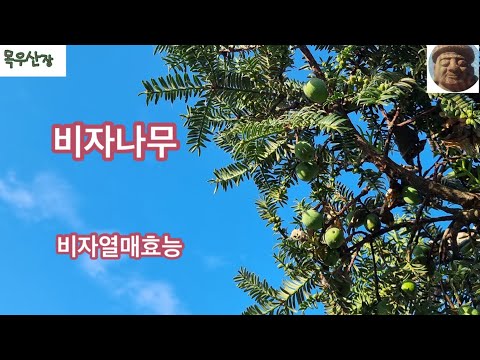 비자나무#비자열매#구충제#치질#비자열매효능#######