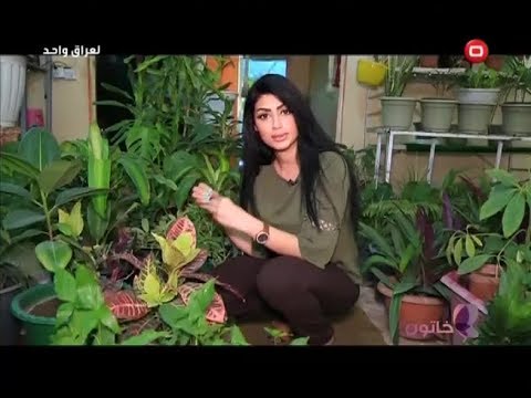 فيديو: زهور معمرة لمنزل صيفي (88 صورة): أسماء نباتات الحديقة غير المتقلبة. زهور للزراعة في جبال الأورال وفي مناطق أخرى. أي منها يمكن زراعته في أغسطس؟