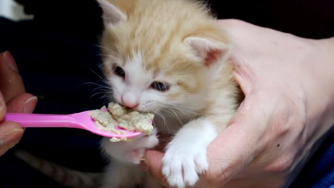 24일차 새끼고양이 이유식 먹이는 방법
