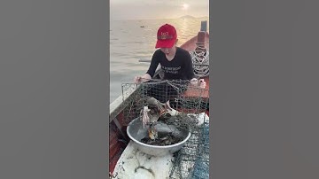 Amazing Crab Trapping Skills With Chicken