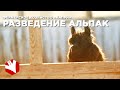 Разведение альпак в России | Фермерское хозяйство Капри