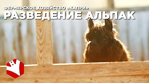 Разведение альпак в России | Фермерское хозяйство Капри