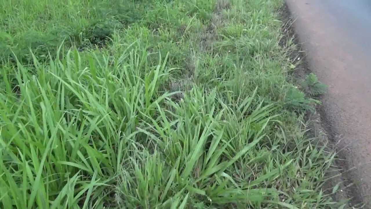 (www.millardayo.com) AJALI YA SHARO MILIONEA