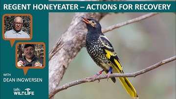 Regent Honeyeater - Actions for Recovery