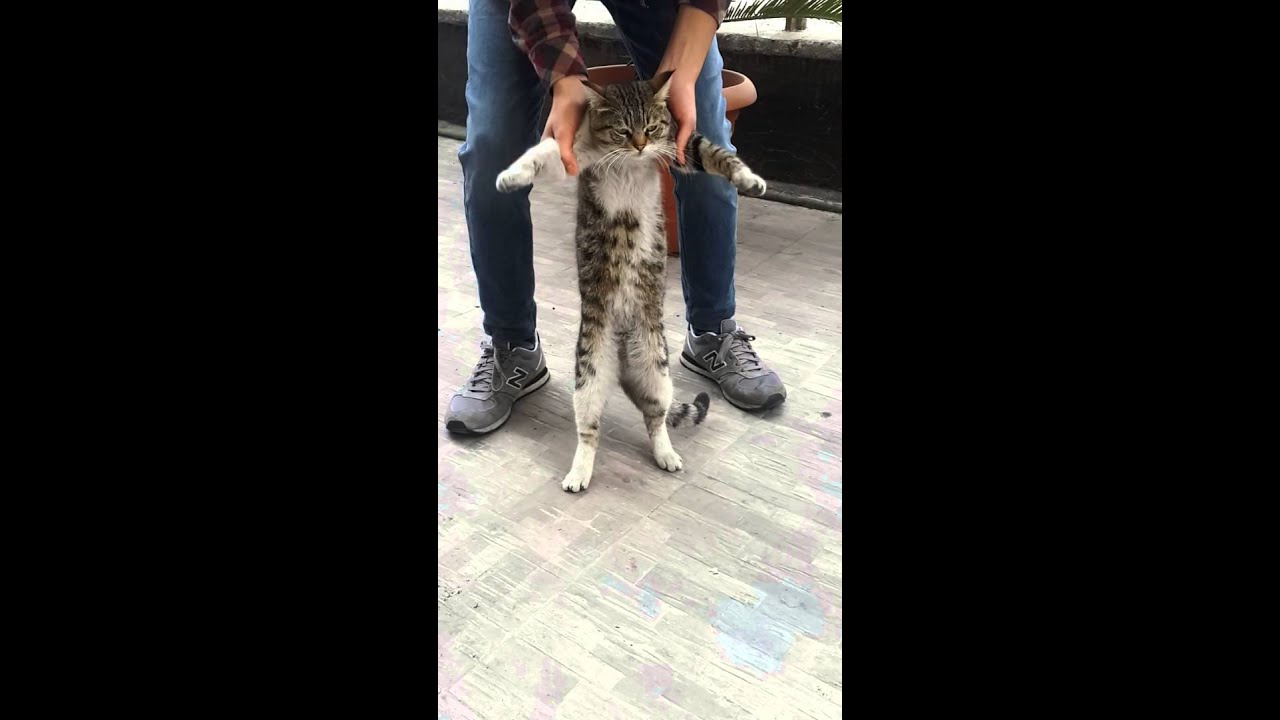 Halay çeken kedi )))) YouTube