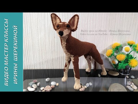 Video: How To Breed Toy Terriers