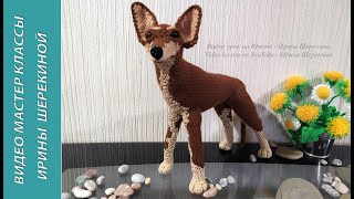 Собака Той терьер, ч.4. Dog toy terrier, р.4. Amigurumi. Crochet.  Вязать игрушки, амигуруми.