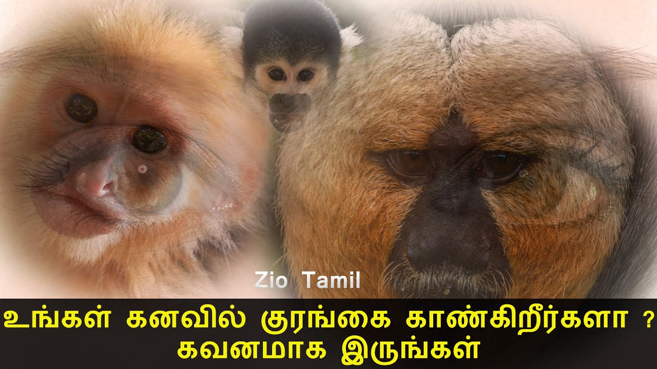 உங்கள் கனவில் குரங்கை காண்கிறீர்களா ? Dream Meaning in Tamil Zio